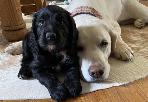 Cabellsdesignspups.jpg